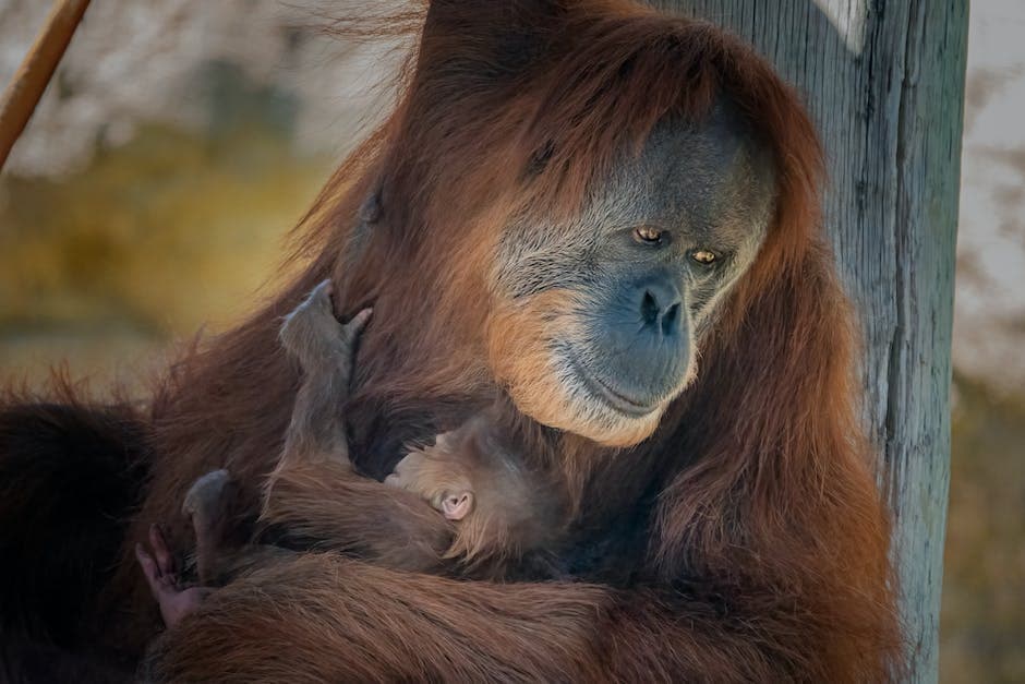 Un bebé llorando y sujetando su cabeza en señal de cansancio